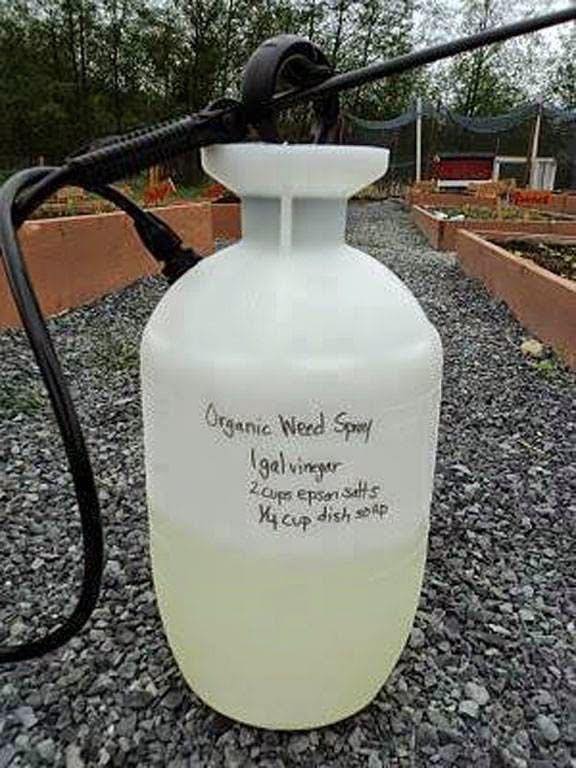 organicweedspray